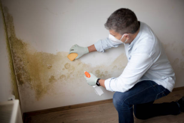 Best Emergency Mold Remediation  in Piney Green, NC