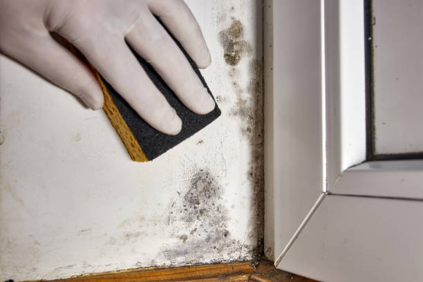 Best Mold Remediation for Healthcare Facilities  in Piney Green, NC